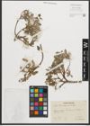 Foto von Salix pyrenaica Gouan